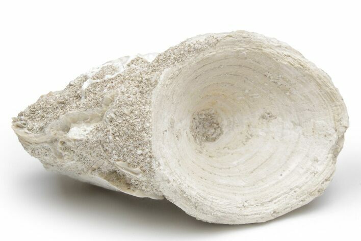 Cretaceous Fossil Fish Vertebra - Morocco #217486